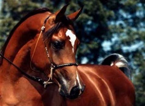 LArabe La tête dun cheval Arabe Chevaux arabes Cheval Pur sang