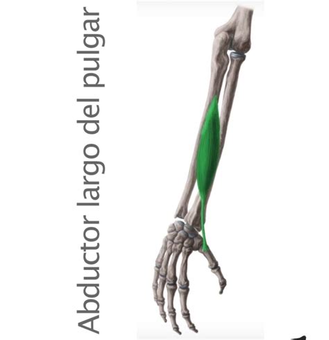 ABDUCTOR LARGO DEL PULGAR Human Anatomy Anatomy Reference Anatomy