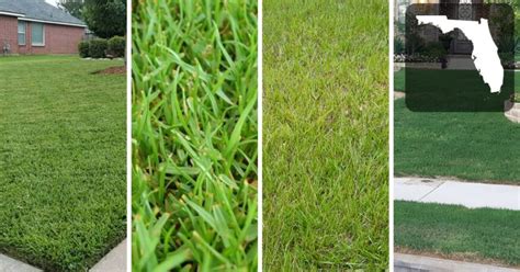 The Best Grass For Florida Choose The Right Seed For Your Lawn