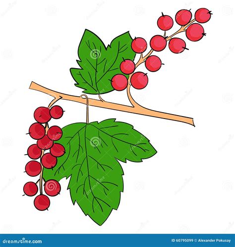 Currants Doodle Style Seamless Pattern. Currants Line Seamless Pattern