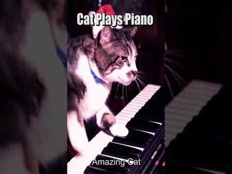 Cat Plays Piano Meme Master Piece | Cat playing, Cats, Memes