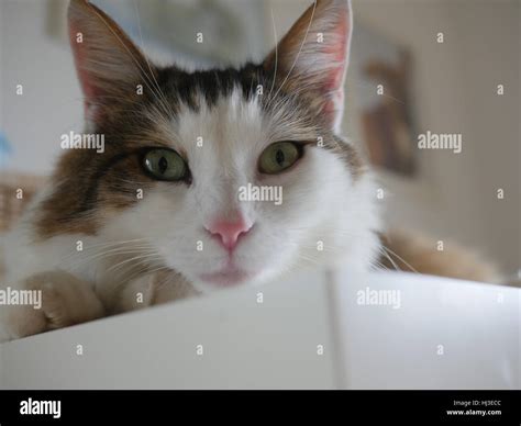 Fluffy Cat Sitting On Table Indoor Stock Photo Alamy