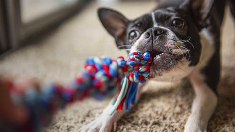 La Somme Qu Un Fran Ais D Bourse En Moyenne Pour Son Chien