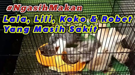 ⭐ Ngasih Makan Anak Kucing Yang Sedang Sakit Youtube