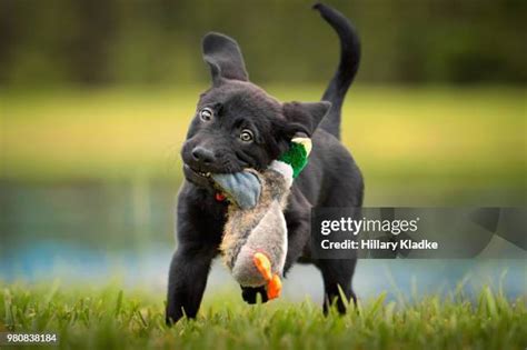 Black Lab Hunting Photos and Premium High Res Pictures - Getty Images