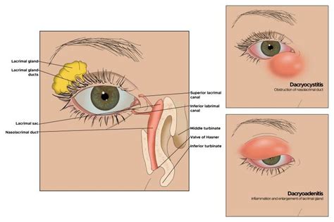 Illustration Of Eye Lacrimal Gland And Ducts Lacrimal Sac