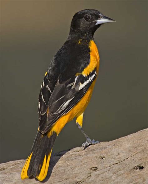 Baltimore Oriole On Of The Most Brilliantly Colored Songbirds In The