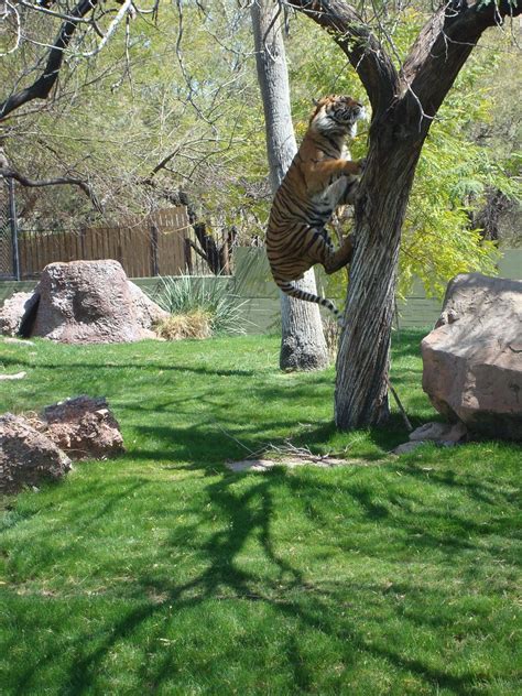 Tiger Jump Up While At The Phoenix Zoo The Tiger Was Very Flickr