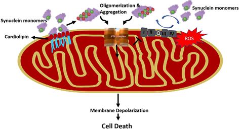 Role of mitochondria in α synuclein mediated neuronal toxicity