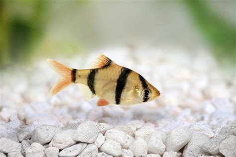 25 Small Aquarium Fish for Your Freshwater Tank