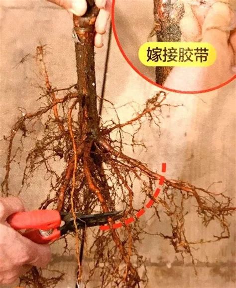 9张图就能看懂树苗移植方法全过程