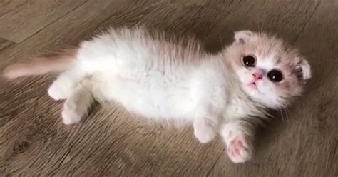 This Cute Baby Munchkin Kitten Will Definitely Melt Your Heart