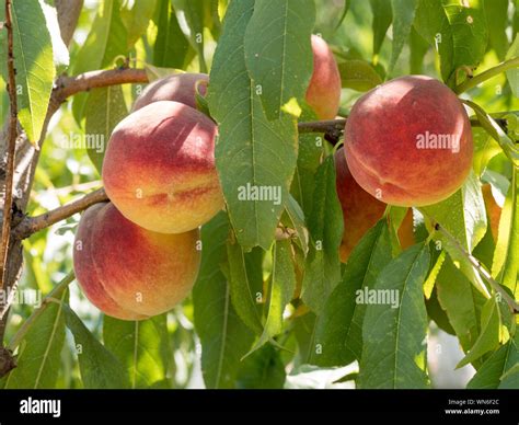 Peach Growing In Tree Hi Res Stock Photography And Images Alamy