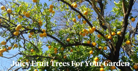 5 Best Fruit Trees to Grow in Your Garden