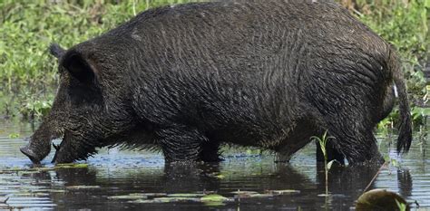 Avanza Un Proyecto De Ley Para Declarar Plaga A Varias Especies