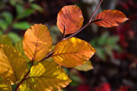 Native Irish Trees For Small Gardens - Garden Design Ideas