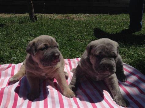 Two Female Cane Corso Mastiff Puppies for Sale for Sale in Montville ...