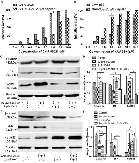 Role of Wnt βcatenin Wnt cJun Nterminal kinase and Wnt Ca2