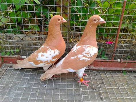 Pin by Nadeem Ramay on Birds | Pigeon breeds, Pigeon pictures, Pigeon bird