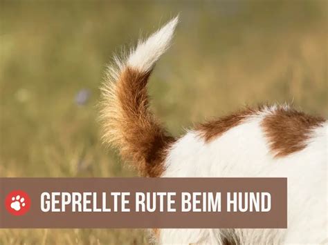 Geprellte Rute Beim Hund Entstehung Und Erste Hilfe Tipps