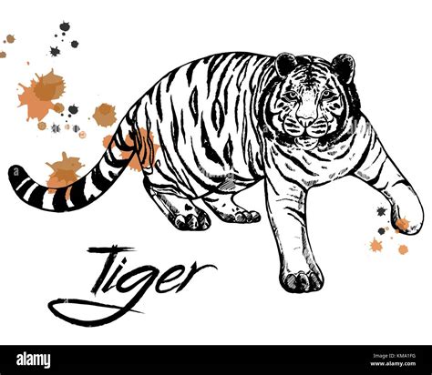 Hand Drawn Sketch Style Tiger Vector Illustration Isolated On White