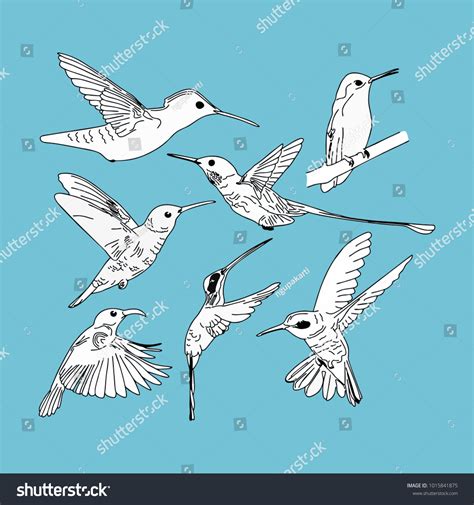 Kolibri Hand Drawn Line Art Colorful Stock Vector Royalty Free