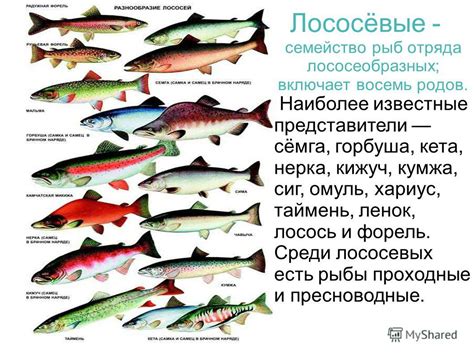 Презентация на тему: "Лососевые рыбы. Империя(Домен): Эукариоты Царство ...