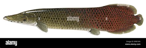 Arapaima Tongue Hi Res Stock Photography And Images Alamy