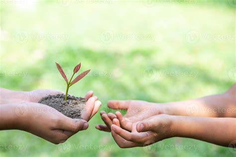 Planta Un árbol Concepto De Conservación Forestal Reducir El Calentamiento Global Día Mundial