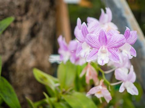 Beautiful Thai orchids stock image. Image of farm, branch - 160466605