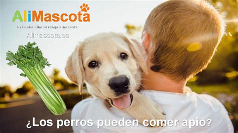 Los perros pueden comer apio ALIMENTACIÓN PARA PERROS