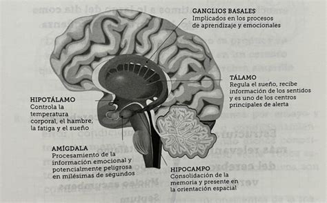 El origen de nuestras emociones descubre cómo surgen y afectan nuestra