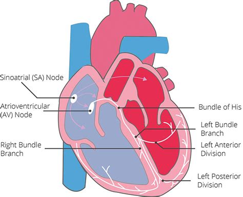 ECG Waveform Explained: EKG Labeled Diagrams And Components, 46% OFF