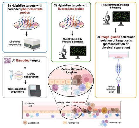 Cells Free Full Text Spatial Transcriptomic Technologies