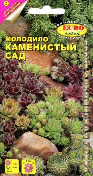 Ирис болотный Желтый