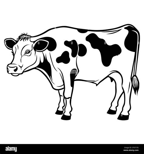 Hand Drawn Flat Vector Cow Outline Design Stock Vector Image And Art Alamy