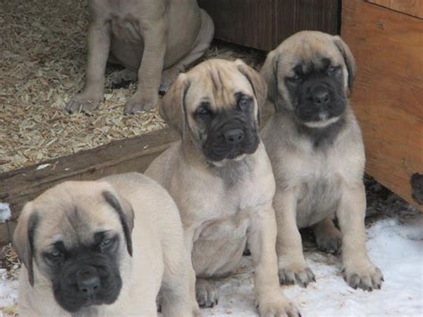 American Mastiff Puppies - Ultimate Dog World