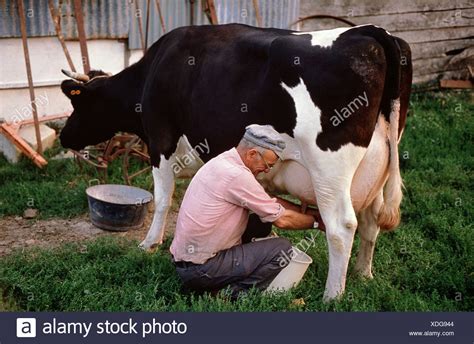 Farmer Milking Cow Stock Photos & Farmer Milking Cow Stock Images ...