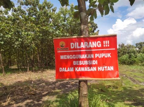 Dilarang Gunakan Pupuk Bersubsidi Ratusan Petani Hutan Bojonegoro