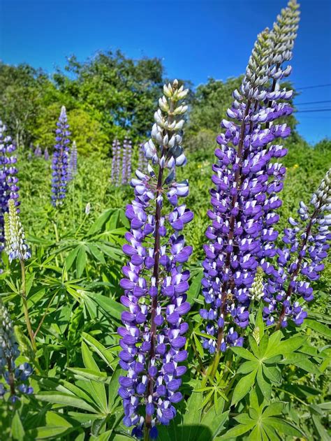 Natural Landscape Our Coastal Maine Wildflower Meadow Molly In Maine