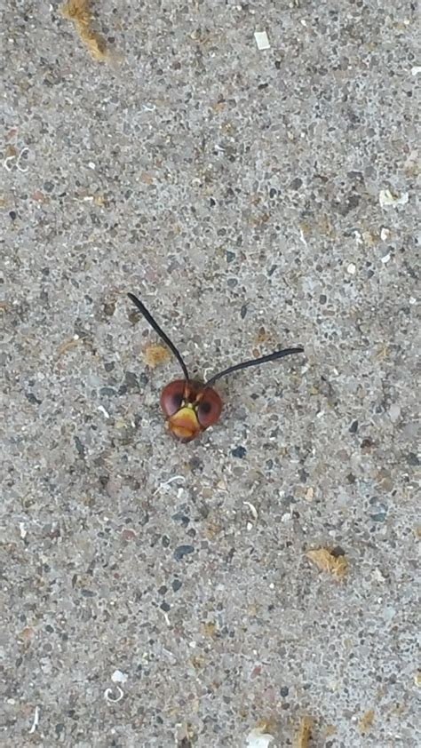 I accidentally kicked this bugs head off. : r/mildlyinteresting