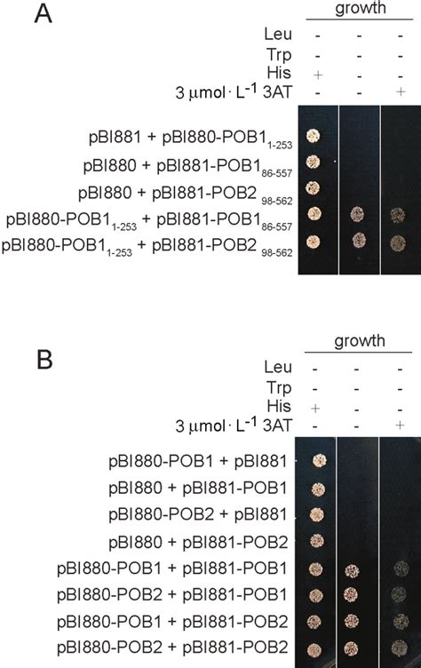 Yeast Two Hybrid Analysis Of Interactions Between Pob And Pob A