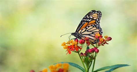 How Do You Say Butterfly In Different Languages Learn About Nature