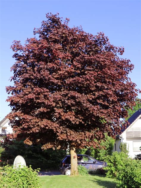 Blutahorn Faassen S Black Acer Platanoides Faassen S Black Baumschule Horstmann