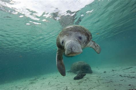 Manatees Wallpapers Wallpaper Cave