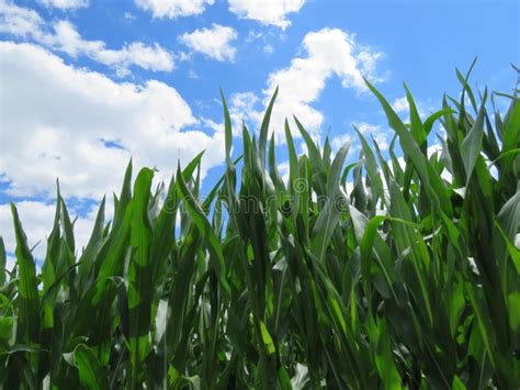 Green Leaves Of Corn Blue Sky And White Clouds Stock Image Image Of