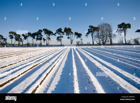 Line Of Trees In Winter Against A Blue Sky Snow Covered Ploughed Field