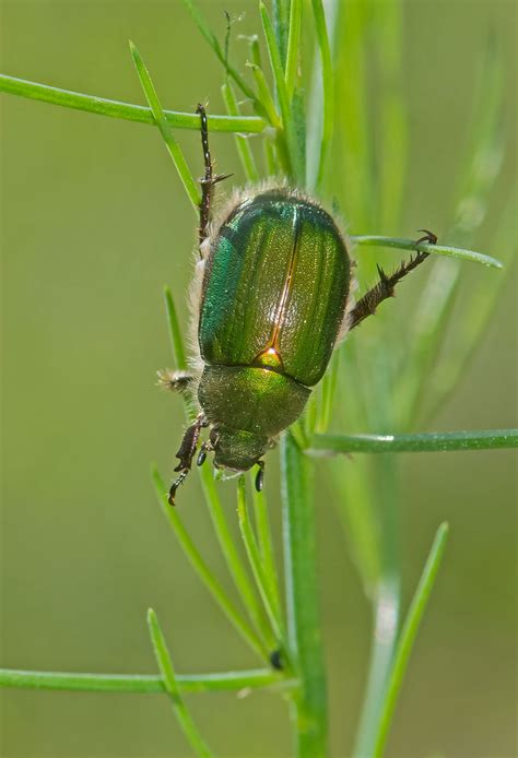 Green Beetle Mike Friel Flickr