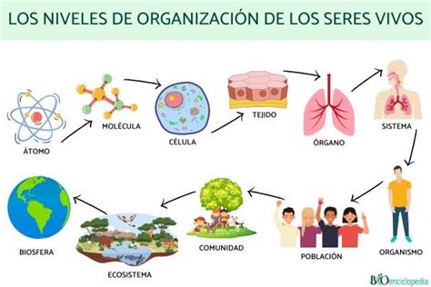 Los Niveles De Organizaci N De Los Seres Vivos Resumen Para Estudiar