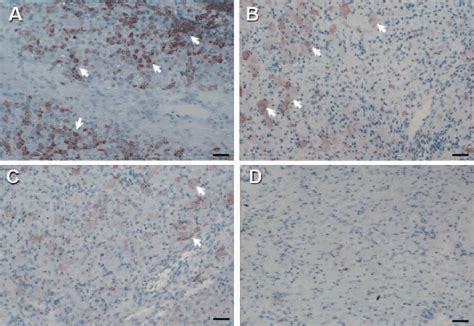 Immunostaining Of Ck In Corpora Lutea A D A Abundant Ck Cells